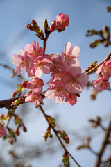 淀の河津桜