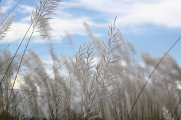 Fototapeta premium Catkin flowers blooming in the autumn field, White catkin flowers in the field