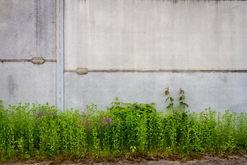 Urban grungy concrete wall with green grass