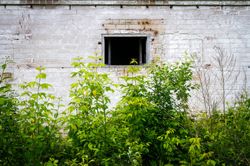 The abandoned house overgrown with bushes