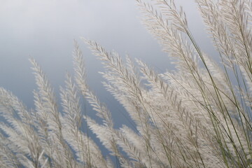 Fototapeta premium Catkin flowers blooming in the autumn field, White catkin flowers in the field