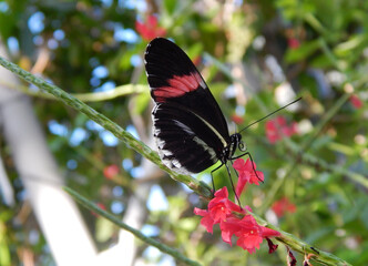 Butterfly and flower