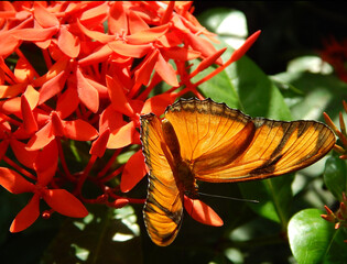 Butterfly and flower