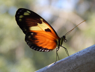 Butterfly Close up