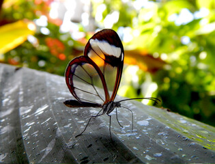 Butterfly Close up