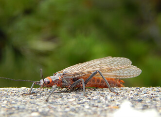 Brown Bird Old World Flycatcher 