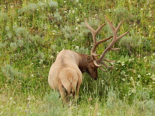 Deer in Yellowstone 