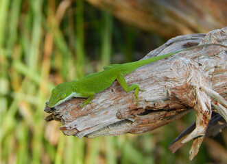 Green Lizard in the field