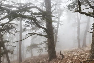 Kissenbezug Nebel im Wald © Galyna Andrushko