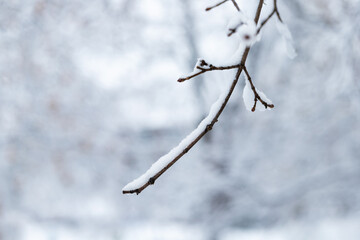 Tree branch with snow in winter on snowy day