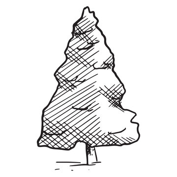 Vector isolated black and white sketch of spruce tree.