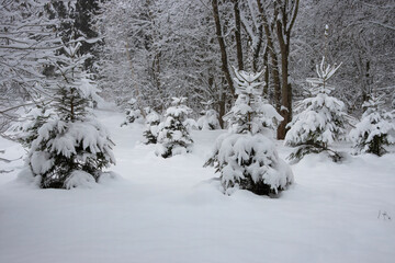 Beautiful winter snowy forest landscape. Forest strewn with deep snow.