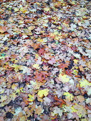 A carpet of fallen autumn leaves on a cloudy day in the park.