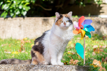 Naklejka na ściany i meble A beautiful tricolor cat sits near a windmill on the street in summer.