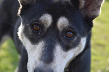 A dog looking at you strangley.