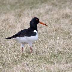 Oystercatcher