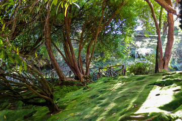 Madeira the island of flowers a part of Portugal