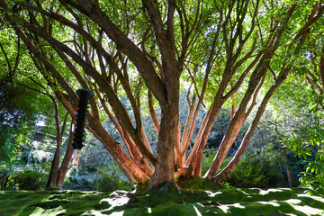 Madeira the island of flowers a part of Portugal