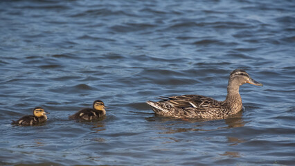 Mallard duck and ducklings in a river at Bay city , Michigan