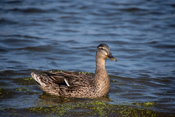 Mallard duck on the water.  Spotted mallard duck in a river at Bay city , Michigan
