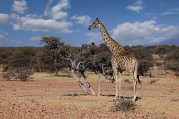 Angola Giraffe (Giraffa camelopardalis angolensis) in Namibia, Etosha