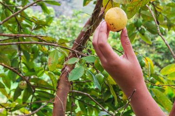 Mano femenina cogiendo una guayaba madura