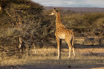 Naklejka na ściany i meble Angola Giraffe (Giraffa camelopardalis angolensis) in Namibia, Etosha