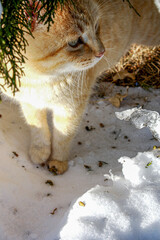 Closeup of taby cat with blue eyes in the snow