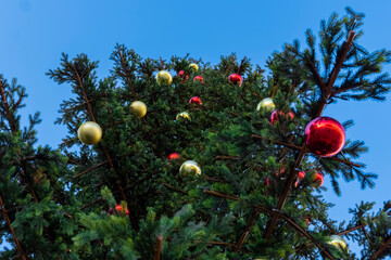 red Christmas balls hanging on a Christmas tree decorated for the new year. Christmas balls of red color are hanging on a green Christmas tree. Decoration of a coniferous tree for the holiday.
