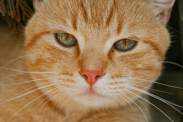 Closeup of taby cat with blue eyes