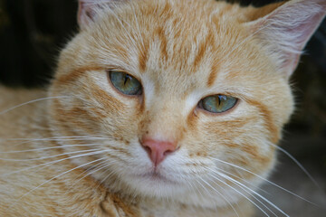 Closeup of taby cat with blue eyes
