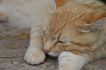 Closeup of taby cat with blue eyes