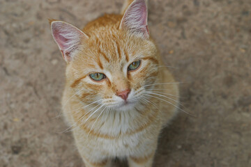 Closeup of taby cat with blue eyes