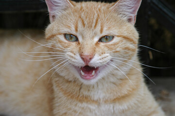 Closeup of taby cat with blue eyes
