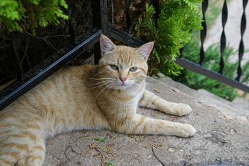 Closeup of taby cat with blue eyes