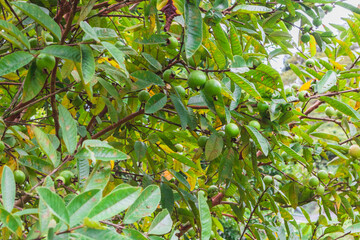 arbol de guayabas con guayabas verdes