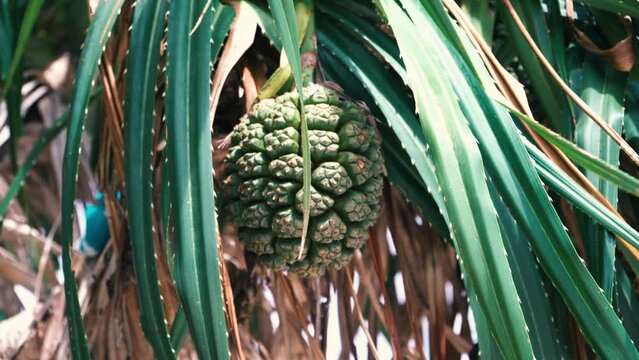 Unripe pandanus fruit hanging from a palm tree
