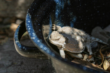 Horny Toad on a domino