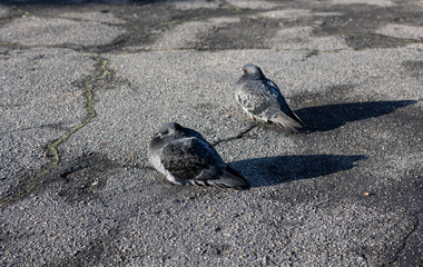 Pigeons on the pavement. City pigeons.