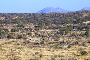 A herd of giraffes in the African savannah in Etosha park, Namibia.