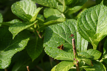 rain drops on leaf with dragonfly and moth