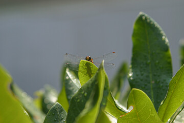 Dragonfly shadow on green bush leaf with rain dew drops