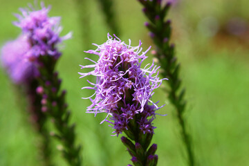 close up of lavender flowers
