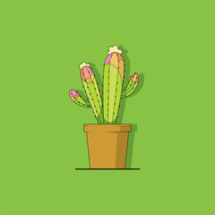 Cactus in a pot isolated on green background
