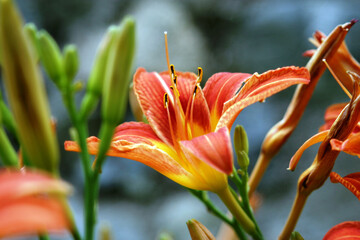 orange lily flower
