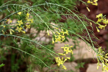 Summer flowers in a city park in Israel.