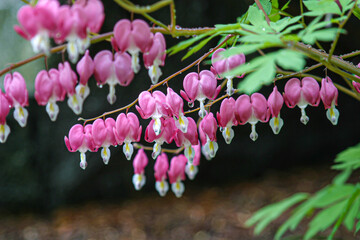 Bleeding heart flowers in the sunshine on a pretty background