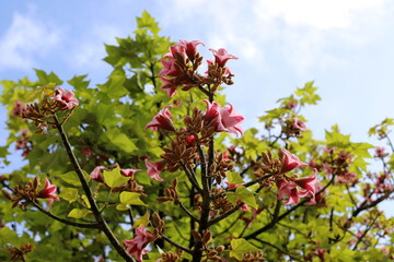 Fototapeta premium Summer flowers in a city park in Israel.