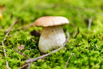 Big mushroom in green moss, porcini season.