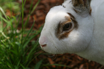 Closeup of a white rabbit face with a brown spot around its eye and brown ears
